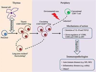 CD28− and CD28lowCD8+ Regulatory T Cells: Of Mice and Men